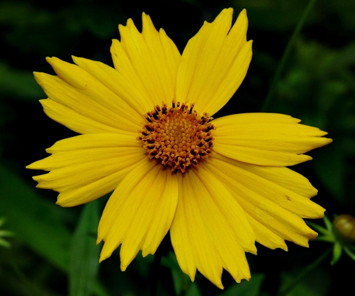 {Coreopsis lanceolata}